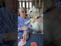 Cette chienne est devenue son repère face à Alzheimer