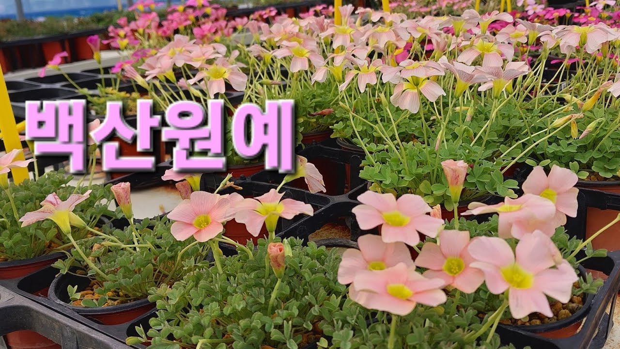 경산압량#백산원예 택배문의010 3157 7737 #옵튜사사랑초#러시아제라늄#sk자르제라늄