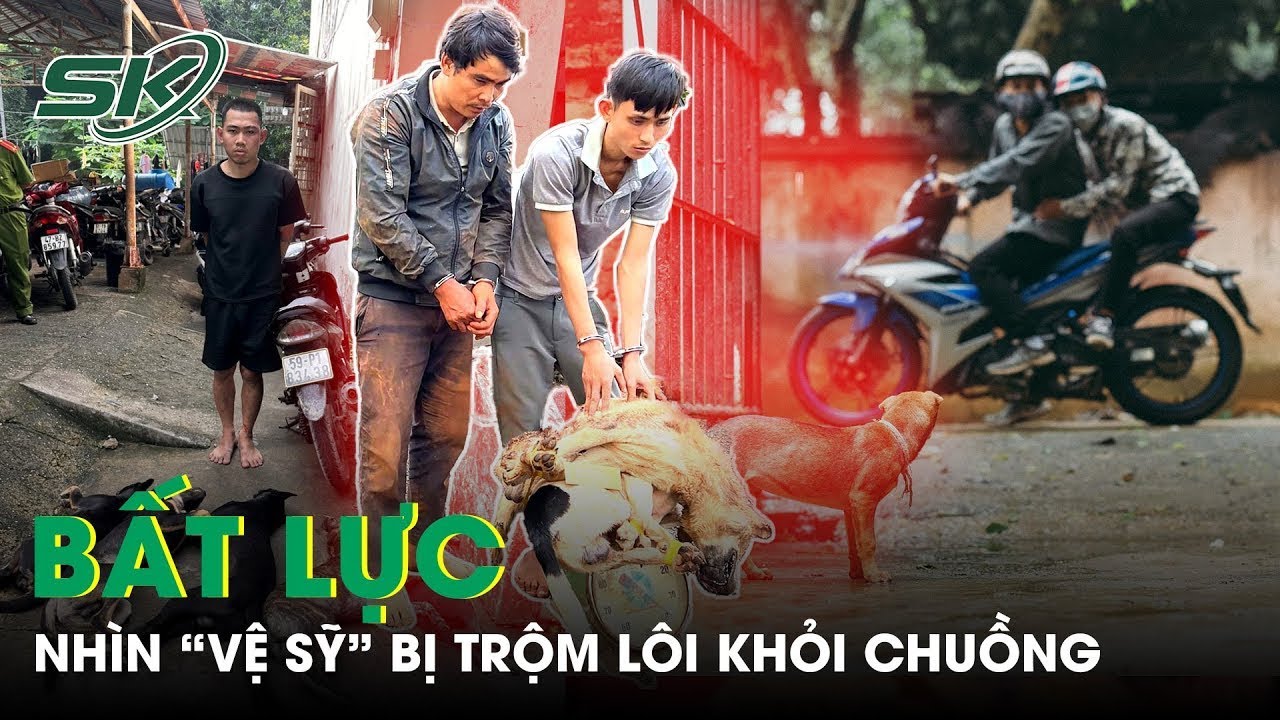 Bất Lực Nhìn Trộm Vào Tận Chuồng Bắt Chó Becgie