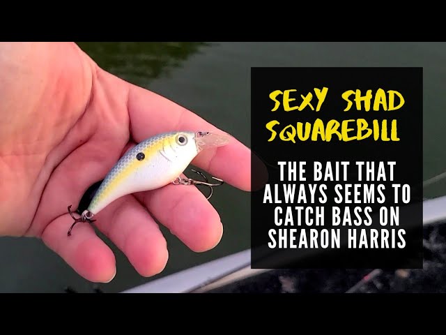 The Sexy Shad Crankbait - Hard for the Bass to resist on Shearon Harris  Reservoir 