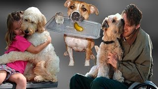 Видео Самые верные и преданные друзья, о которых вы не знали. (автор: Студия Настроения)