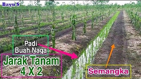 Cara Tumpang Sari Buah Naga