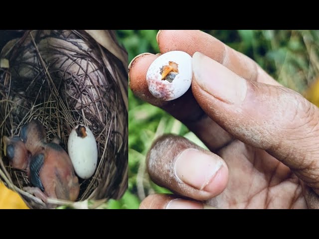 How to Take Care of a Bird Egg at Home: Essential Expert Tips