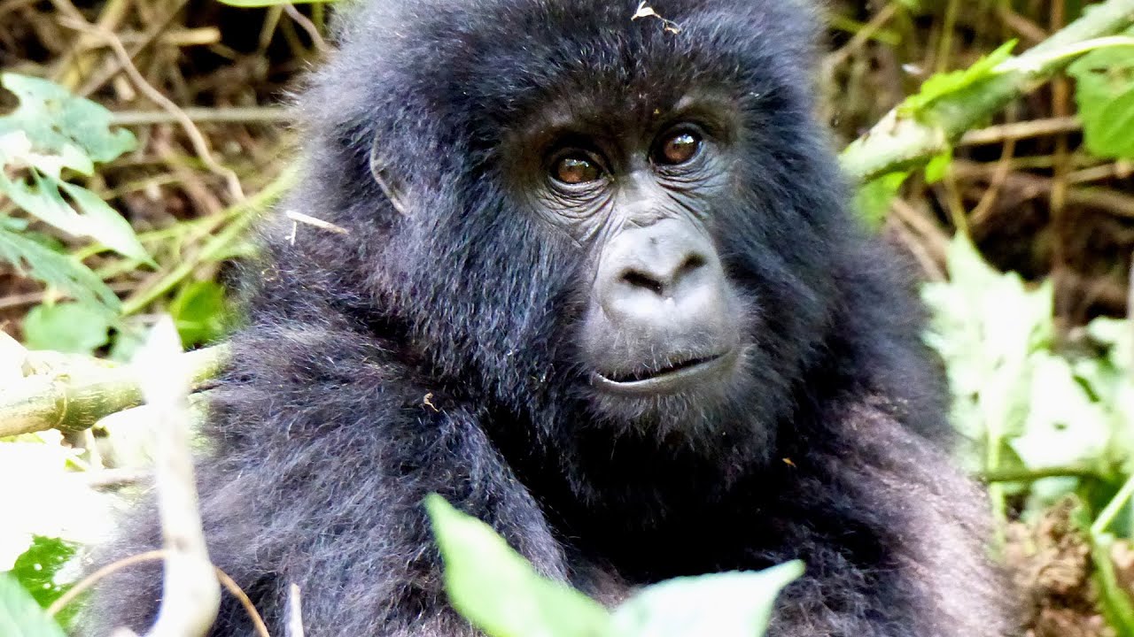 GORILLA WARFARE | 60 Minutes | 8.00 SUNDAY