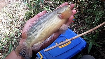 Câu cá rô đồng khủng giật phê lòi mắt