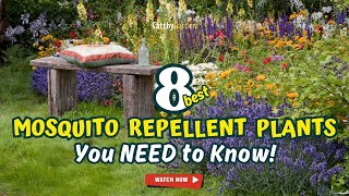 Top 8 MOSQUITO REPELLENT PLANTS You NEED to Know! 🌿🦟 // Gardening Ideas