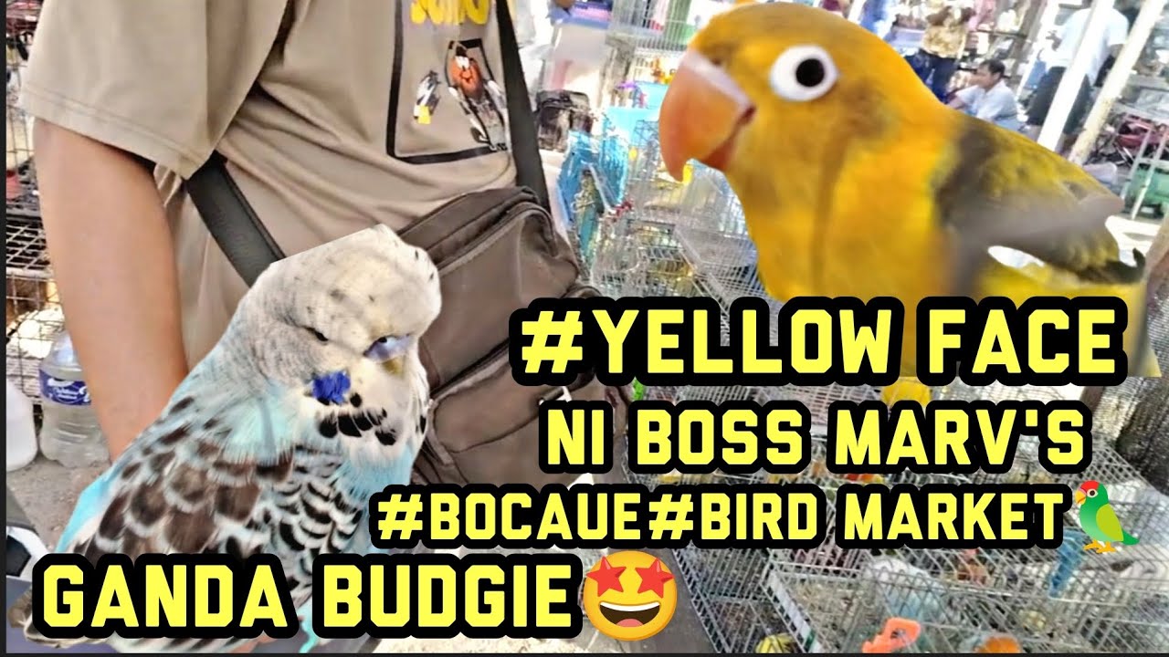 #BocauePetmarket#Bird Market#update sa mga yellow face ni boss Marv's #Budgie Ganda 🤩👍