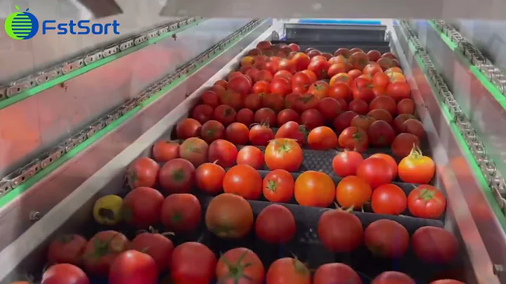 High-Efficient AI-Powered Tomato Washing Sorting Processing Line! 🍅🤖