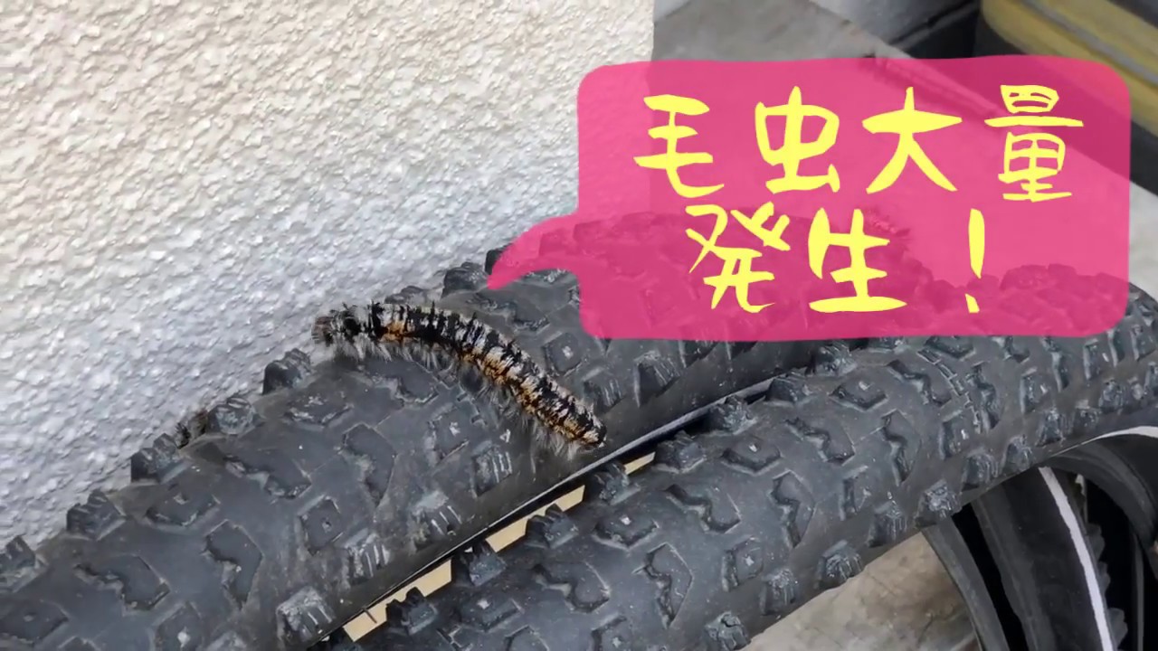 閲覧注意 毛虫大量発生 Youtube 閲覧注意 毛虫大量発生 Youtube