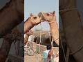 Camels camellove camellife camelofthar camelsofdesert camelfarm camelmeet camelpose ytviral