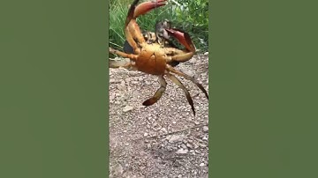 Cá lóc táp mà dính cua kkk #caucaloc #fishing #