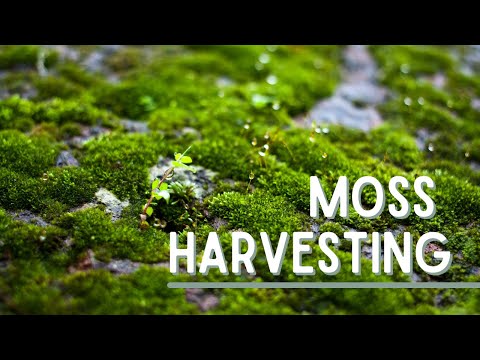 Moss Harvesting | Catherine Arensberg