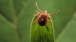 Symptoms of Lyme disease and COVID-19 might feel similar but there are some differences
