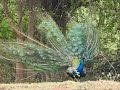 Peacock flying and peacock sound sha tamil channel