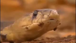 so terrifying & so pitiful moment for a Lion  King Cobra Uses Venom To Torture Lion In Pain To De