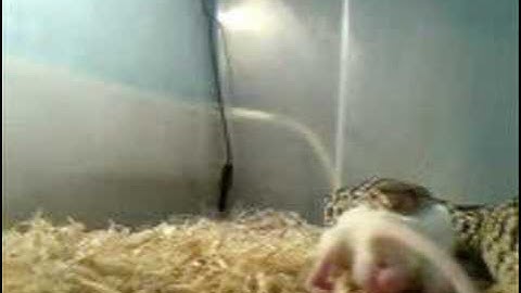 gopher snake eats a mouse