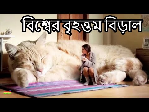 ভিডিও: বিশ্বের বৃহত্তম বিড়াল