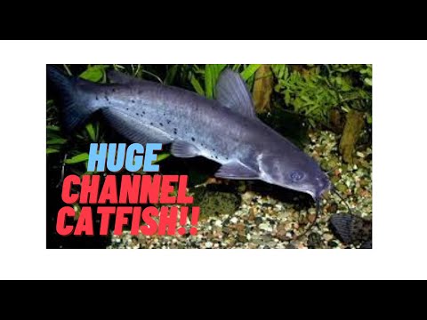 Video: How To Keep An Aquarium Baggill Catfish