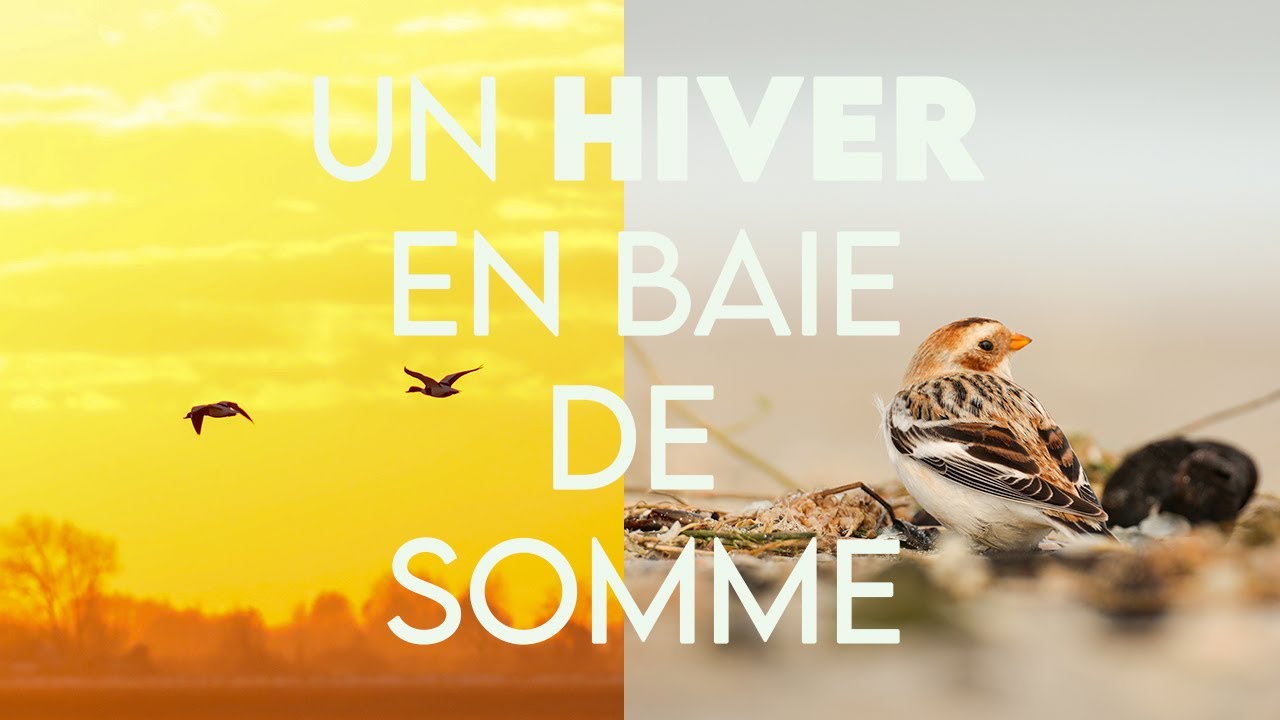 UN HIVER EN BAIE DE SOMME  