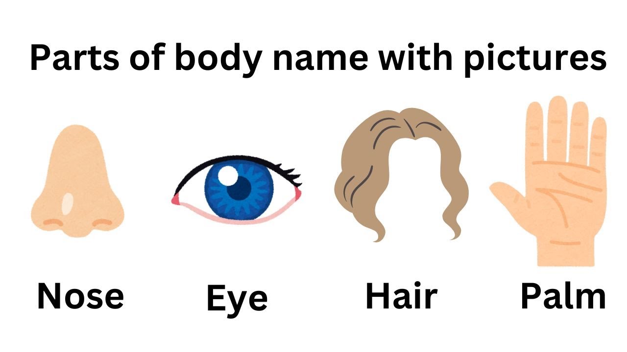 Parts Of Body Name Parts Of Body Name With Pictures Parts Of The parts-of-body-name-parts-of-body-name-with-pictures-parts-of-the