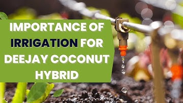 The Power of Proper Irrigation: Deejay Coconut Hybrids