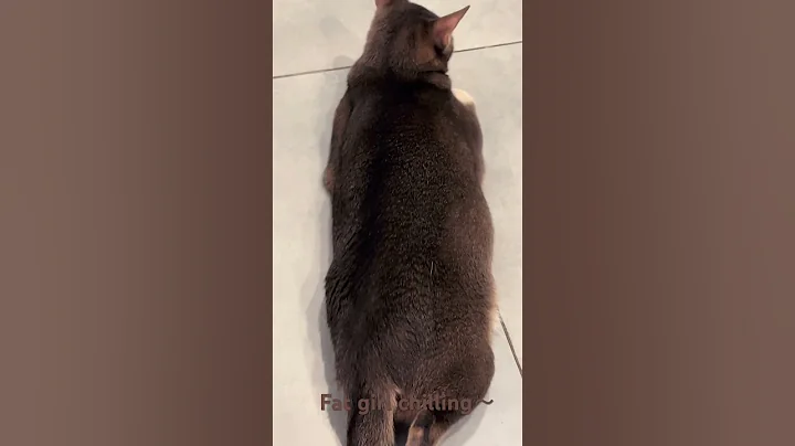 Video 5081571: baby abyssinian cat, cat cute funny pet, little cat baby