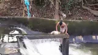 വല എറിഞ്ഞു പിടിക്കുന്ന ഇ കൊമ്പൻനെ ഒന്ന് കണ്ടു നോക്ക്