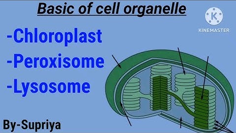 Basic of cell organelle | Chloroplast, Peroxisome, Lysosome| csir-ugc net life science|Dec 2023
