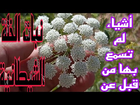 فوائد جمة لنبتة خلة شيطانية لا يعرفها الا القليل
