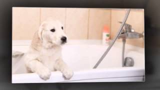 Pet grooming | alexandria, va – fort hunt animal hospital