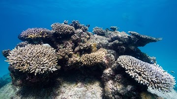 WA coral reefs suffer worst bleaching event on record due to marine heatwave