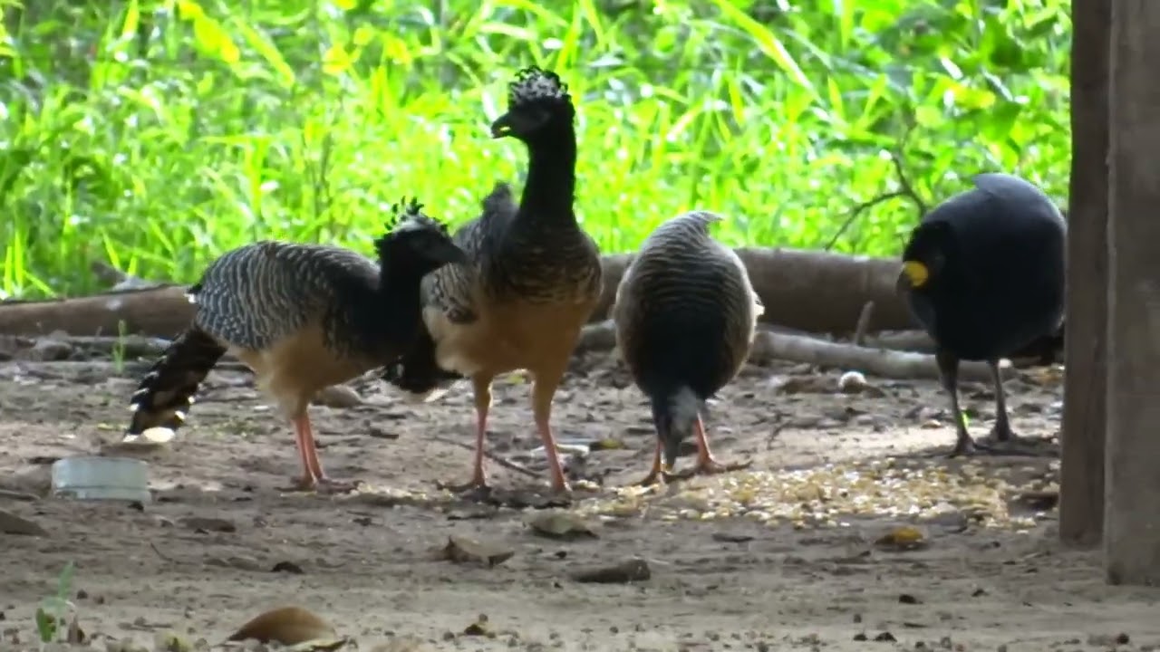 Mutum de penacho...Pantanal do Passo do lontra....
