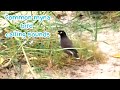 Common myna bird calling sounds 🕊️🕊️🐦🐦 #birds #birdslover #birdsvideo