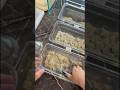 Pesanan Online Kak Wuri Es Mochi Coklat #mochifuku #mochifukuhouse #esmochi #mochi #mochiviral