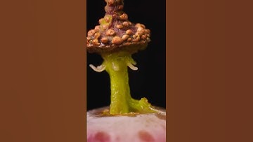 Grape Stem Up Close: "A stunning Macro View" #macro #asmrvideo #shorts