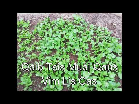 Video: Vim Li Cas Tsis Muaj 