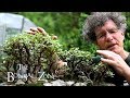 Re Potting My Portulacaria afra Bonsai Forest, Part 1, July 2019