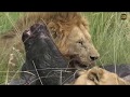 KenyaMaasaiMaraPMSafariLIVE 14 Feb 2018 Lions hunting buffalo