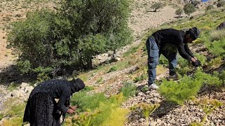 How nomads in the mountainous wilderness prepare goat grass for winter