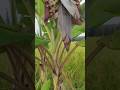 வாழை மரங்கள் | Banana trees | #uzhavanvanam