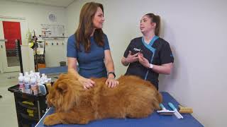 Grooming Dogs with Double Coats