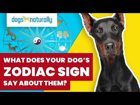 Video: Apakah Anda Kompatibel dengan Zodiac Sign Anjing Anda?