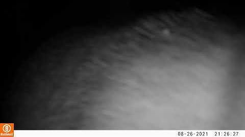 Badger sniffing the camera