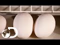 EGGS | How It's Made