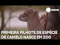 Primeira filhote de &quot;camelo-bactriano&quot; nasce em zoológico após 8 anos