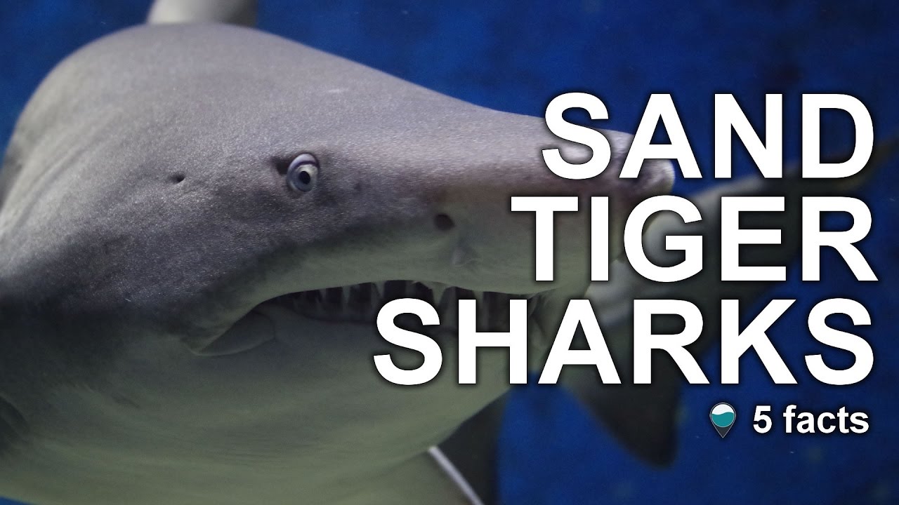 Sand tiger sharks - 5 facts about Sand tiger sharks - YouTube