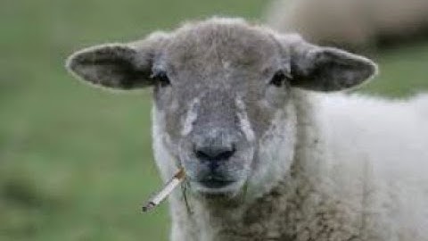 CTR:NF N.Gin Labs FWr 2:07:36 + 43:94 SL