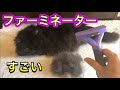 【ファーミネーター】大型長毛猫、はじめて使ってみたら冬毛がごっそり。