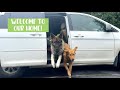 HOW TO LIVE IN A MINIVAN | Tour Our Home: Full-Time Living with Dogs