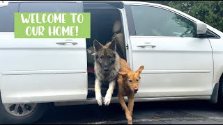HOW WE LIVE IN A MINIVAN | Vanlife with Dogs